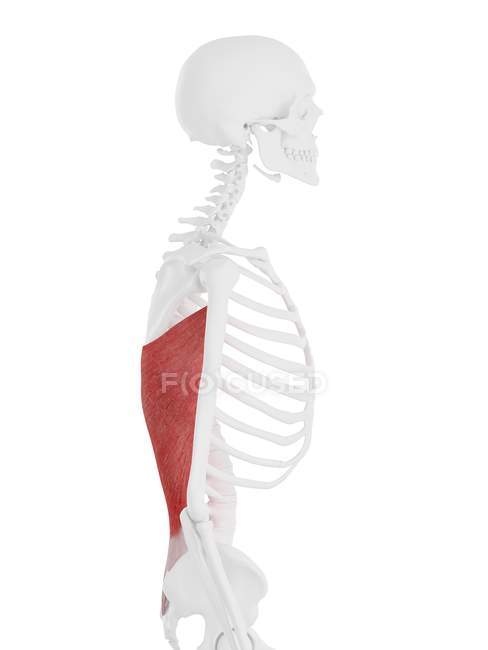 Human skeleton with detailed red Latissimus dorsi muscle, digital illustration. — Stock Photo