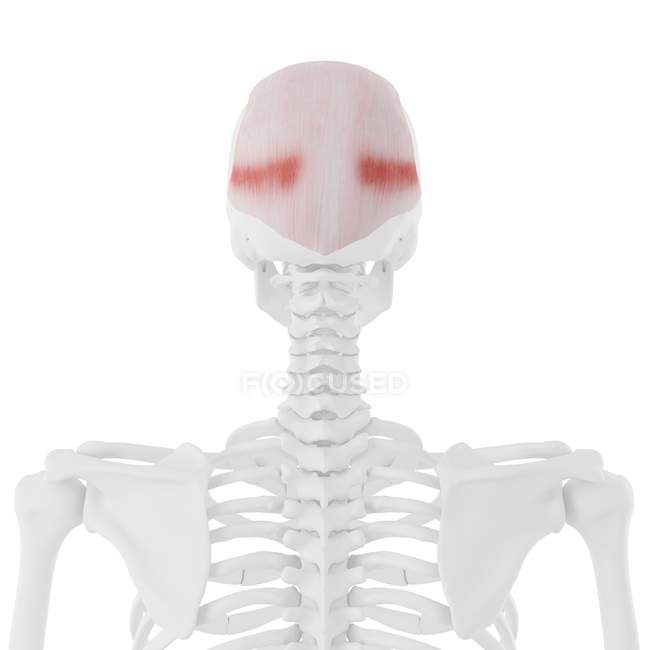 Menschliches Skelett mit detailliertem roten Frontalismuskel, digitale Illustration. — Stockfoto