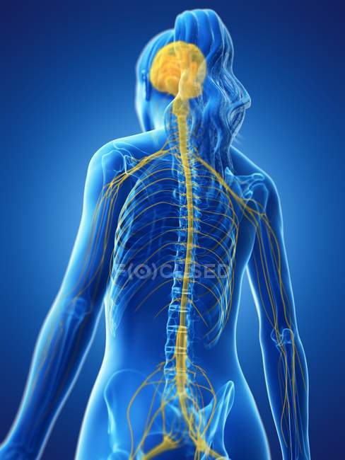 Silueta femenina abstracta con cerebro visible y médula espinal del sistema nervioso, ilustración por ordenador . - foto de stock
