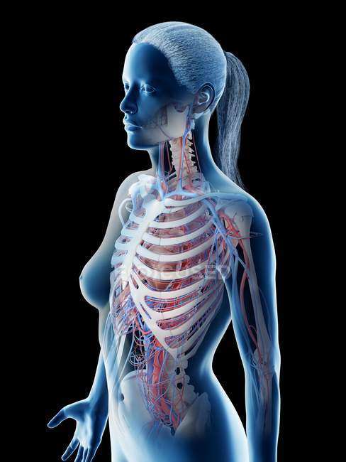Женские кровеносные сосуды верхней части тела, цифровая иллюстрация . — стоковое фото
