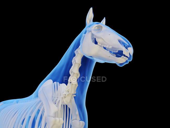 Esqueleto de caballo en silueta transparente sobre fondo negro, ilustración por ordenador . - foto de stock