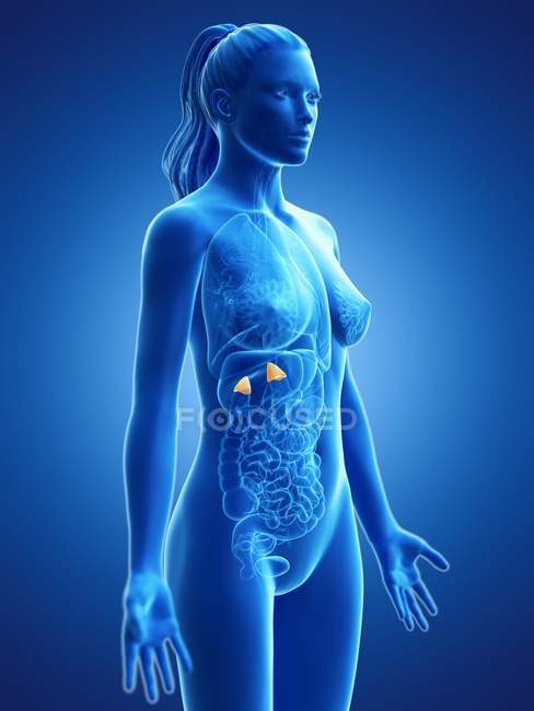 Corpo femminile con ghiandole surrenali visibili, illustrazione digitale . — Foto stock