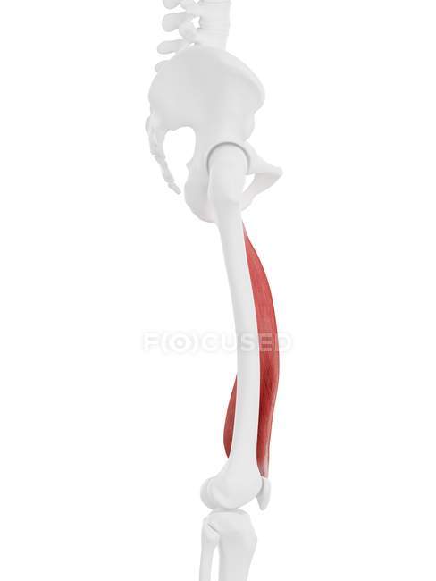 Modelo de esqueleto humano con músculo Vastus medialis detallado, ilustración por computadora . - foto de stock