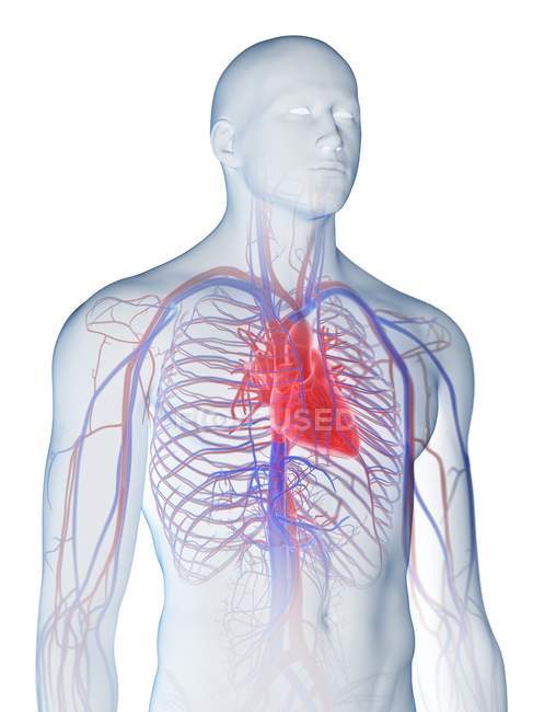 Silhouette du corps masculin montrant l'anatomie cardiaque, illustration par ordinateur . — Photo de stock