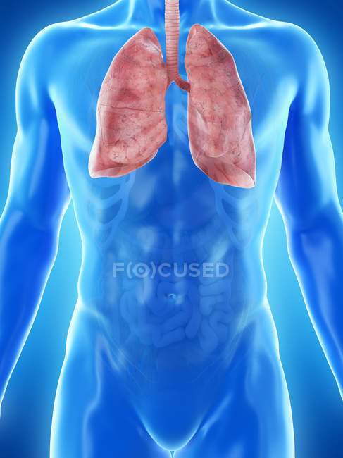Lungen in der Anatomie des männlichen Körpers, Computerillustration. — Stockfoto