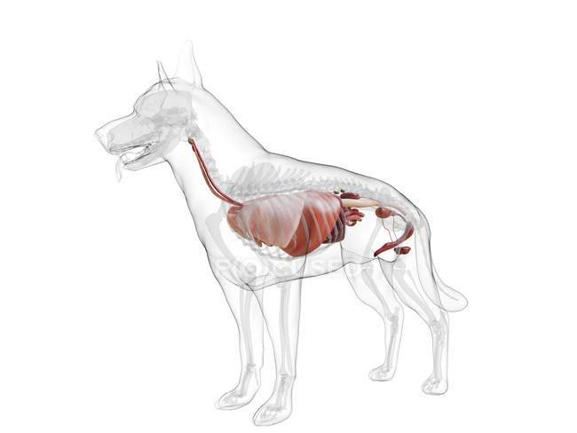 Анатомия собак с видимыми органами на белом фоне, цифровая иллюстрация . — стоковое фото