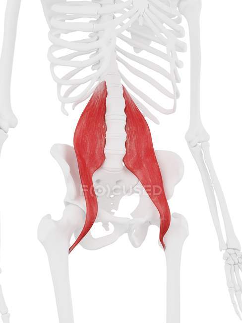 Esqueleto humano con Psoas color rojo músculo mayor, ilustración digital . - foto de stock