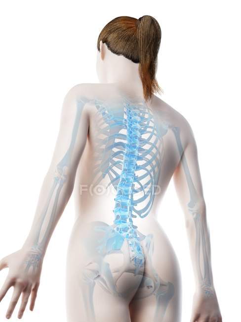 Weiblicher transparenter Körper mit Rückgrat, digitale Illustration. — Stockfoto