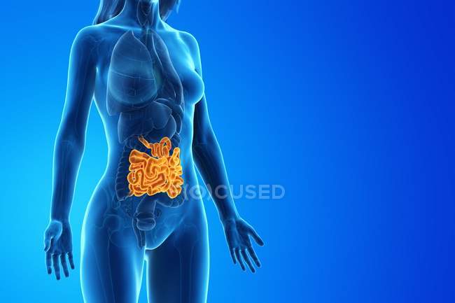 Female silhouette with visible small intestine, digital illustration. — Stock Photo