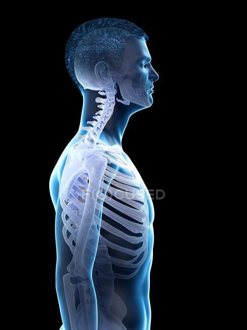 Male silhouette showing anatomy of neck, digital illustration ...