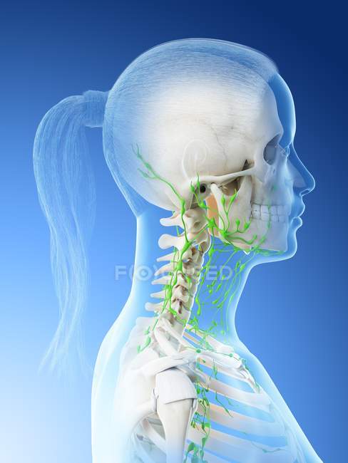 Vista lateral do sistema linfático feminino de cabeça e pescoço, ilustração digital . — Fotografia de Stock
