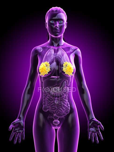 Silueta femenina que muestra la anatomía del pecho, ilustración digital
. - foto de stock