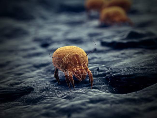 Colored digital illustration of parasitic dust mites. — Stock Photo