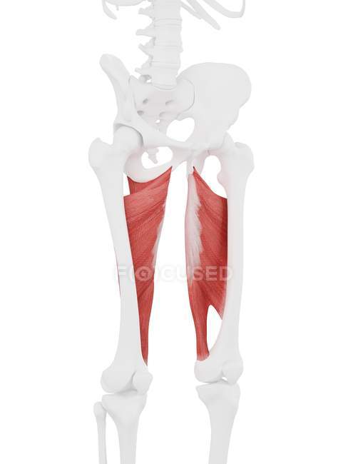 Menschliches Skelettstück mit detailliertem rotem Adduktorenmagnus-Muskel, digitale Illustration. — Stockfoto