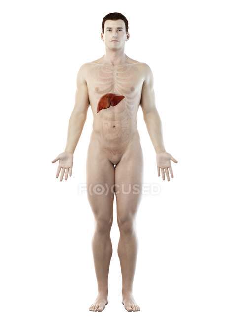 Anatomía del hígado en silueta corporal masculina, ilustración digital
. - foto de stock