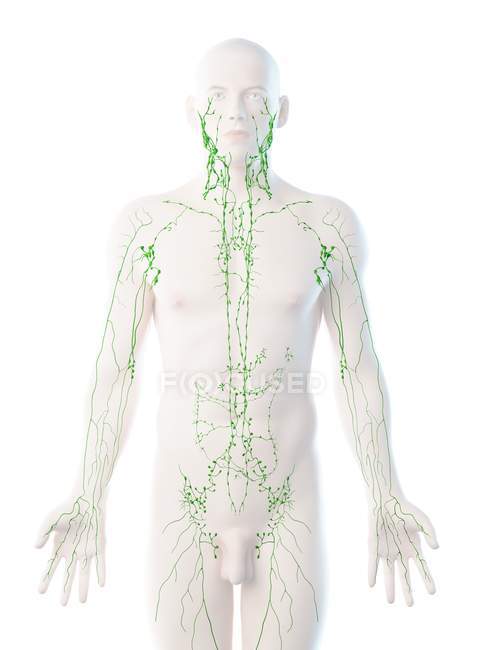 Modèle masculin anatomique montrant le système lymphatique, illustration numérique
. — Photo de stock