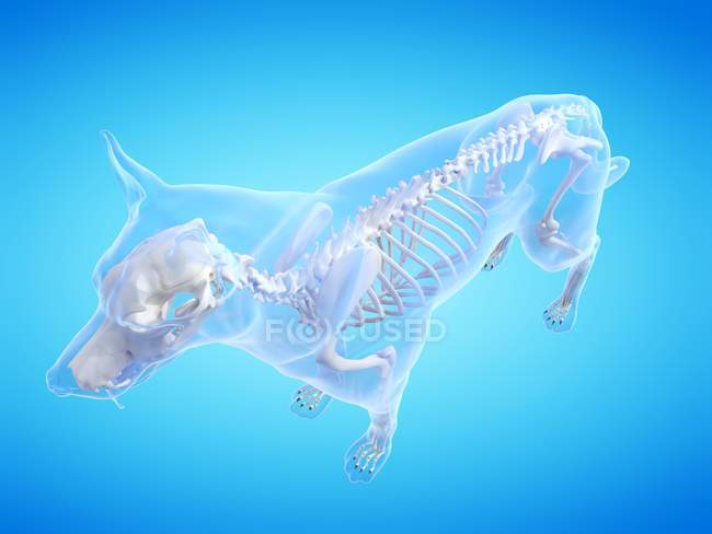 Silueta para perros con esqueleto visible sobre fondo azul, ilustración digital
. — Stock Photo