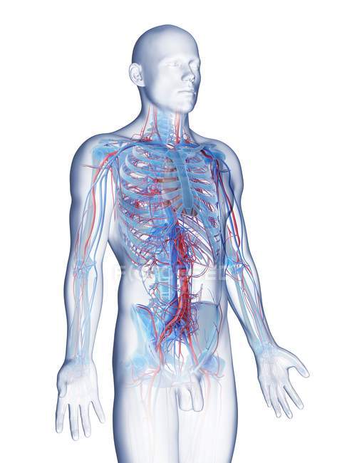 Anatomía masculina que muestra sistema vascular, ilustración por computadora . - foto de stock