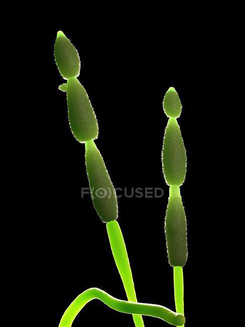 Alternaria Pilze auf schwarzem Hintergrund, digitale Illustration. — Stockfoto