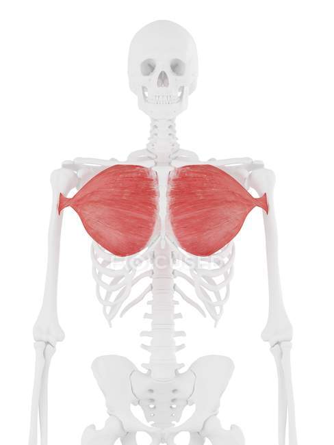 Esqueleto humano com músculo peitoral maior de cor vermelha, ilustração digital . — Fotografia de Stock
