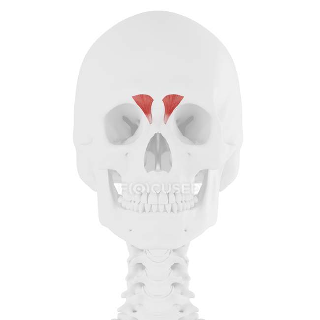 Human skull with detailed red Depressor supercili muscle, digital illustration. — Stock Photo