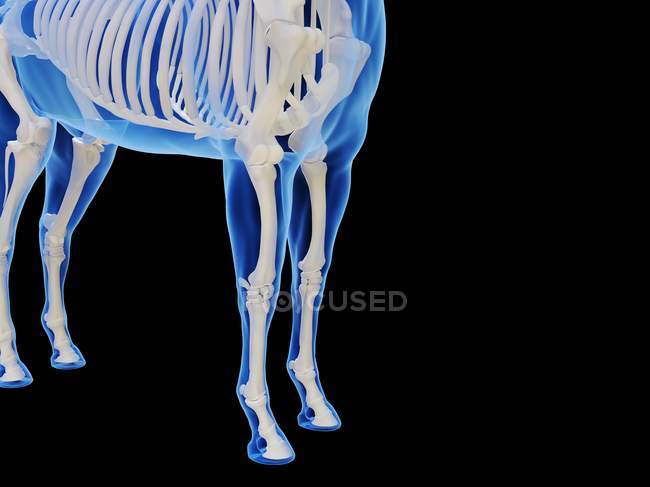 Esqueleto de cavalo em silhueta transparente sobre fundo preto, ilustração do computador . — Fotografia de Stock