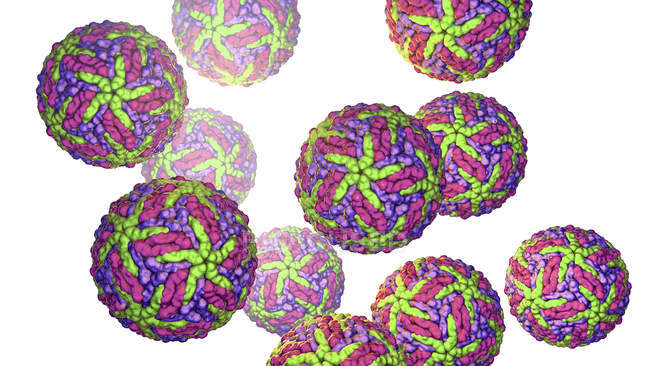 Частицы вируса Зика, передающиеся от укуса комара, цифровая иллюстрация
. — стоковое фото