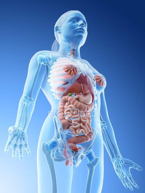 Модель людського тіла показує жіночу анатомію з внутрішніми органами, цифровою ілюстрацією 3D візуалізації. — стокове фото