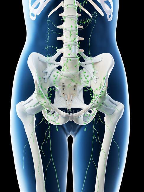Female abdominal lymph nodes, computer illustration. — Stock Photo