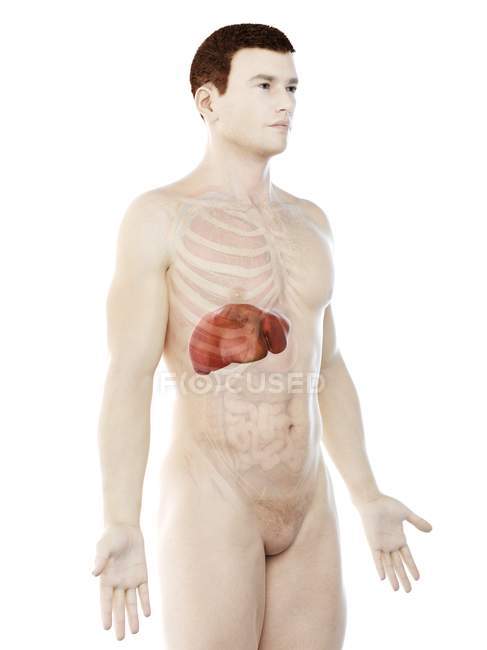 Anatomía del hígado en silueta corporal masculina, ilustración digital . - foto de stock
