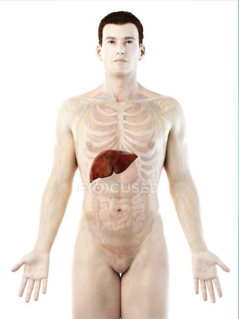 Anatomie der Leber in männlicher Körpersilhouette, digitale Illustration. — Stockfoto