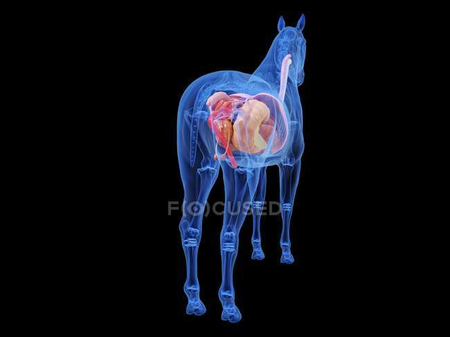 Лошадиная анатомия с видимыми внутренними органами, компьютерная иллюстрация . — стоковое фото