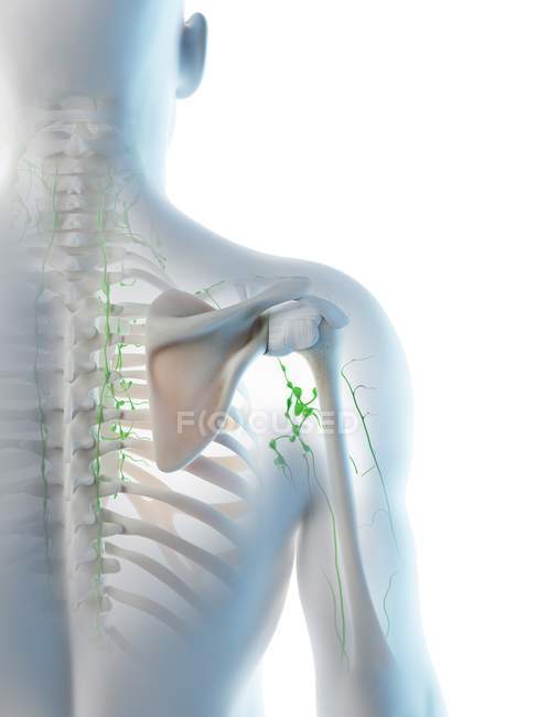 Ganglios linfáticos del hombro masculino, ilustración por ordenador . - foto de stock