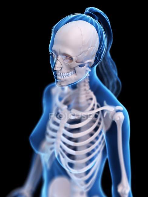Squelette féminin en silhouette corporelle transparente, illustration numérique
. — Photo de stock