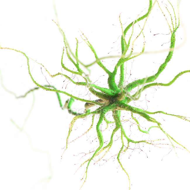 Зелена кольорова нервова клітина на білому тлі, цифрова ілюстрація. — стокове фото