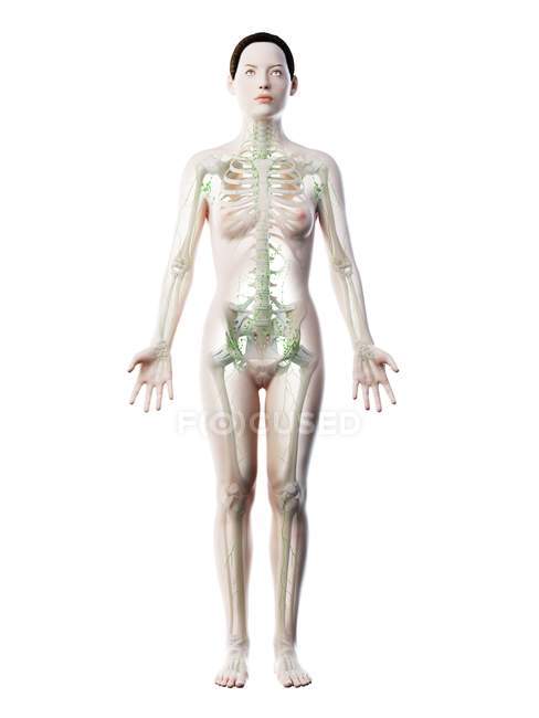 Abstraktes weibliches Modell mit sichtbarem Skelett und Lymphsystem, Computerillustration. — Stockfoto
