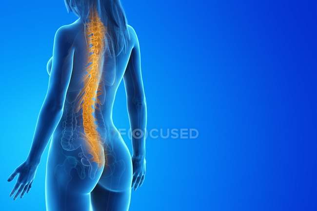 Corpo femminile trasparente che mostra spina dorsale, illustrazione digitale . — Foto stock