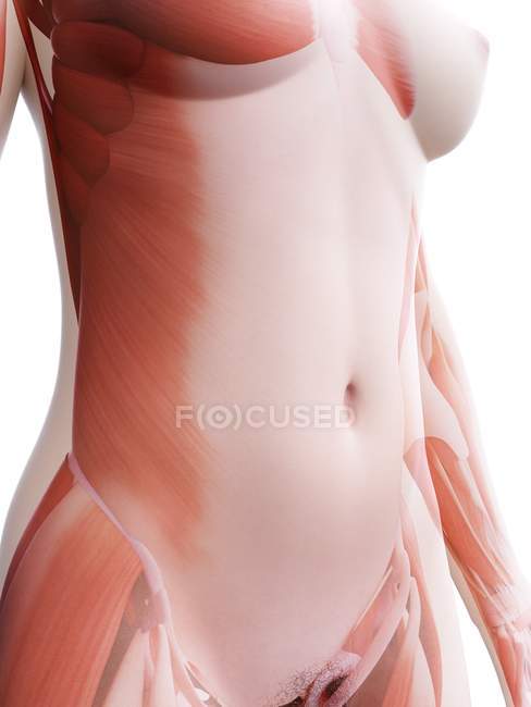 Cuerpo femenino con musculatura visible, ilustración digital
. - foto de stock