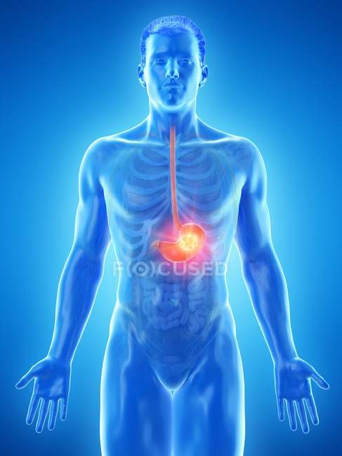 Cáncer de estómago en cuerpo masculino abstracto, ilustración digital
. - foto de stock