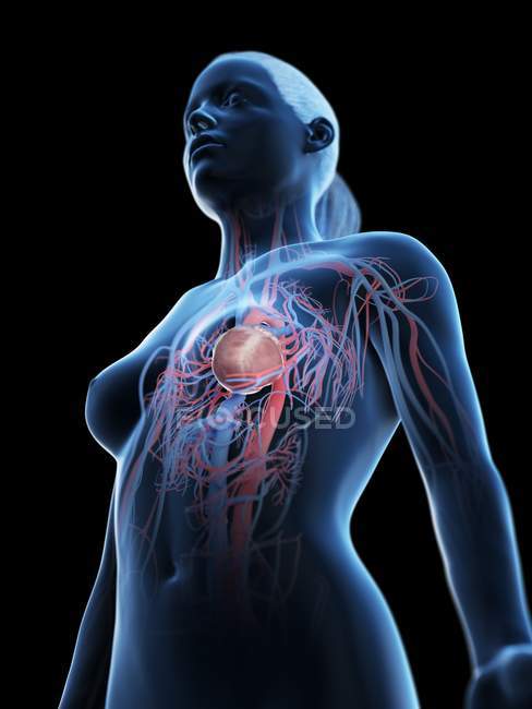 Cuerpo femenino con sistema vascular visible, ilustración digital
. - foto de stock