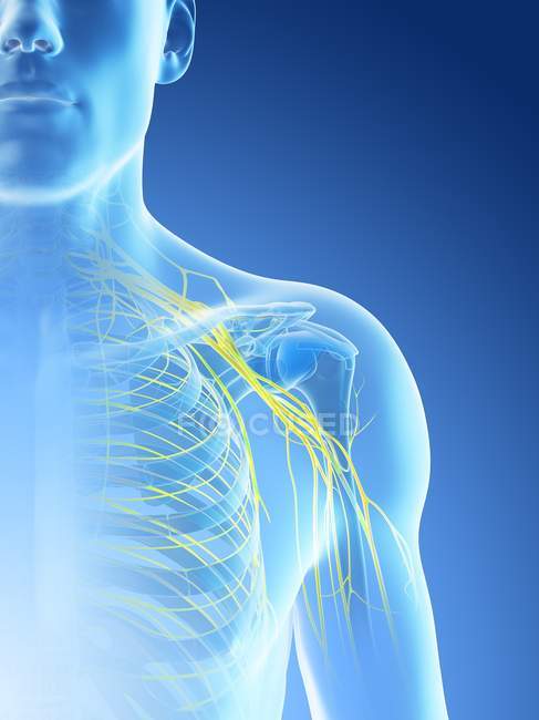 Anatomie der Schulternerven in der männlichen Körpersilhouette, Computerillustration. — Stockfoto