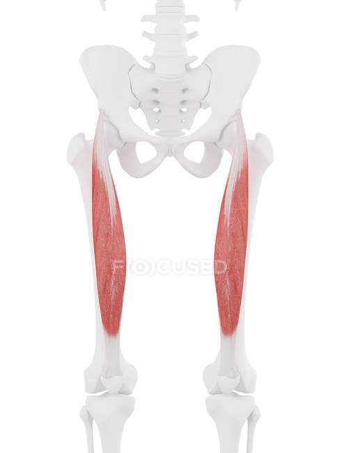 Человеческий скелет с красным цветом прямой мышцы бедра, цифровая иллюстрация
. — стоковое фото