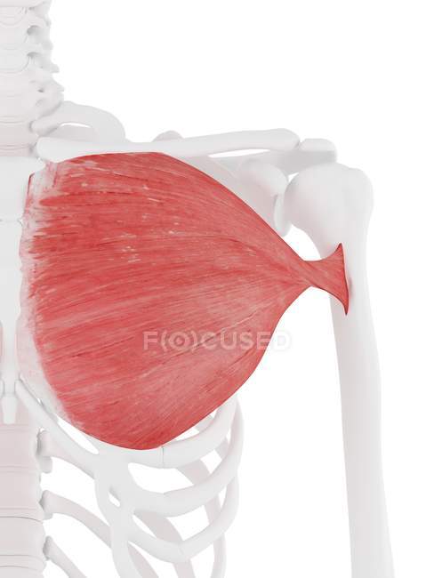 Esqueleto humano con músculo Pectoral mayor de color rojo, ilustración digital
. - foto de stock