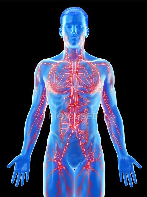 Modelo masculino anatômico mostrando sistema linfático, ilustração digital . — Fotografia de Stock