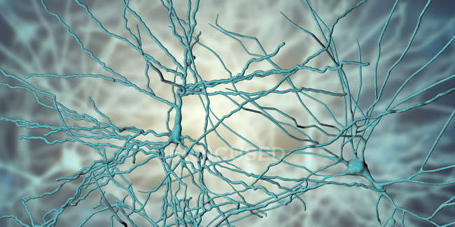 Ilustração digital de células nervosas piramidais do córtex cerebral do cérebro . — Fotografia de Stock