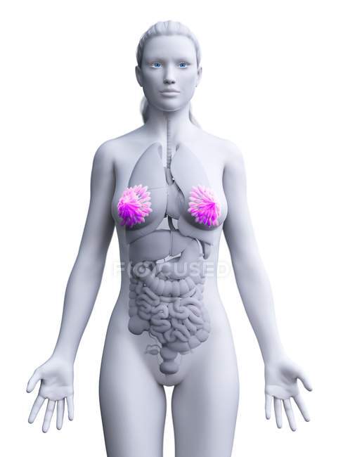 Silhueta feminina mostrando anatomia da mama, ilustração digital
. — Fotografia de Stock