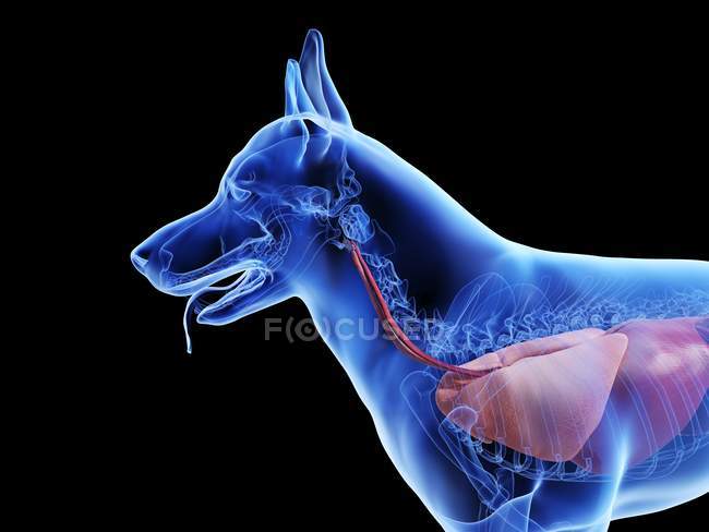 Anatomia do cão com órgãos visíveis sobre fundo preto, ilustração digital . — Fotografia de Stock