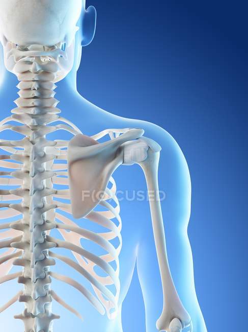 Huesos masculinos abstractos del hombro, ilustración de la computadora . - foto de stock