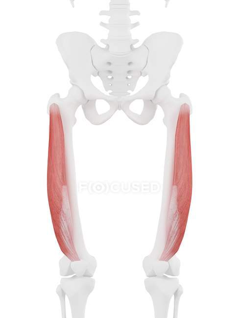 Modello di scheletro umano con dettagliato muscolo Vastus lateralis, illustrazione al computer . — Foto stock