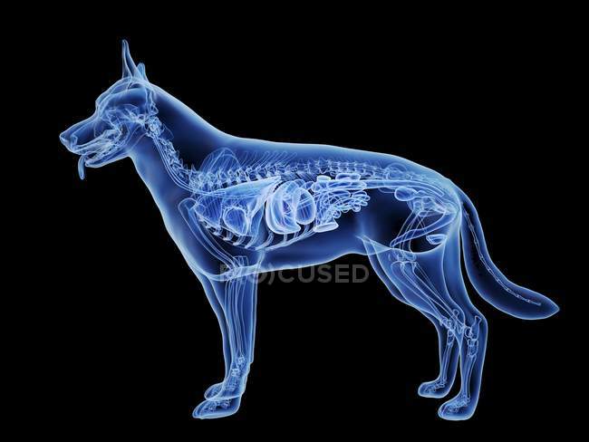 Silhueta cão com vesícula biliar de cor vermelha no fundo preto, ilustração digital . — Fotografia de Stock